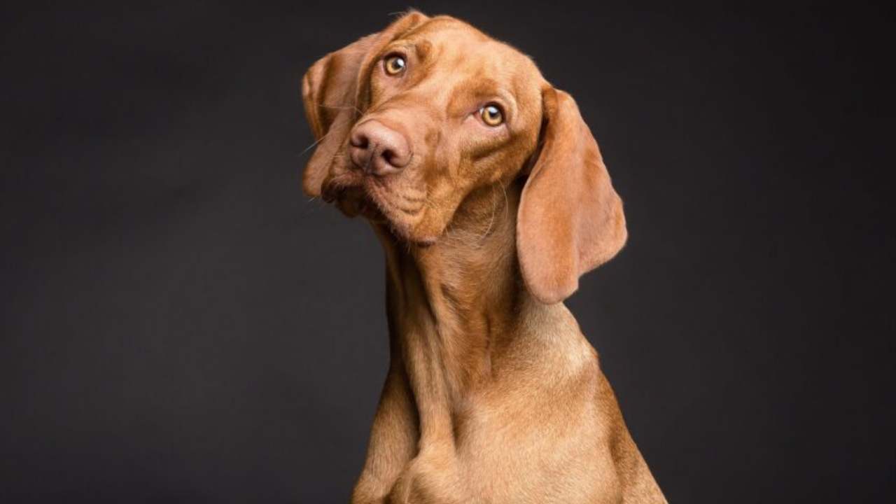 si-puo-seppellire-un-cane-in-giardino?-cosa-fare-quando-il-nostro-amico-a-quattro-zampe-ci-lascia