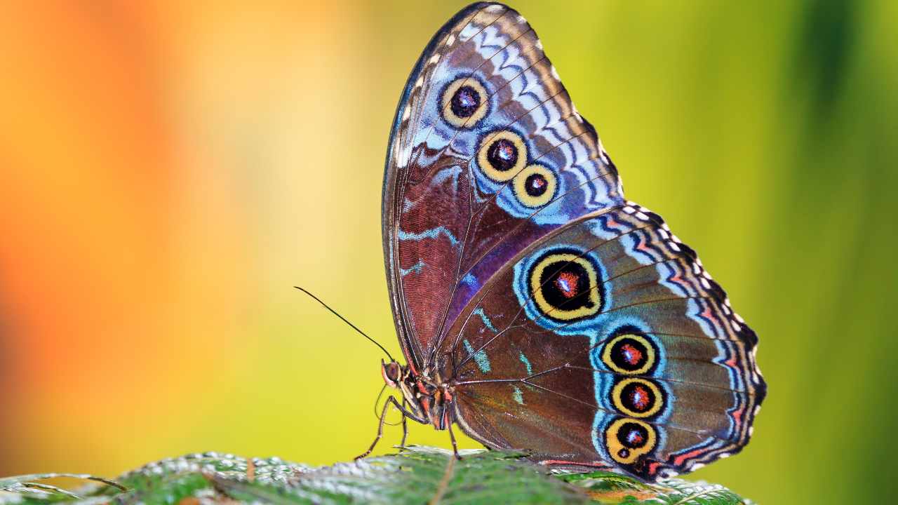 c’e-un-motivo-preciso-per-cui-le-farfalle-hanno-ali-colorate