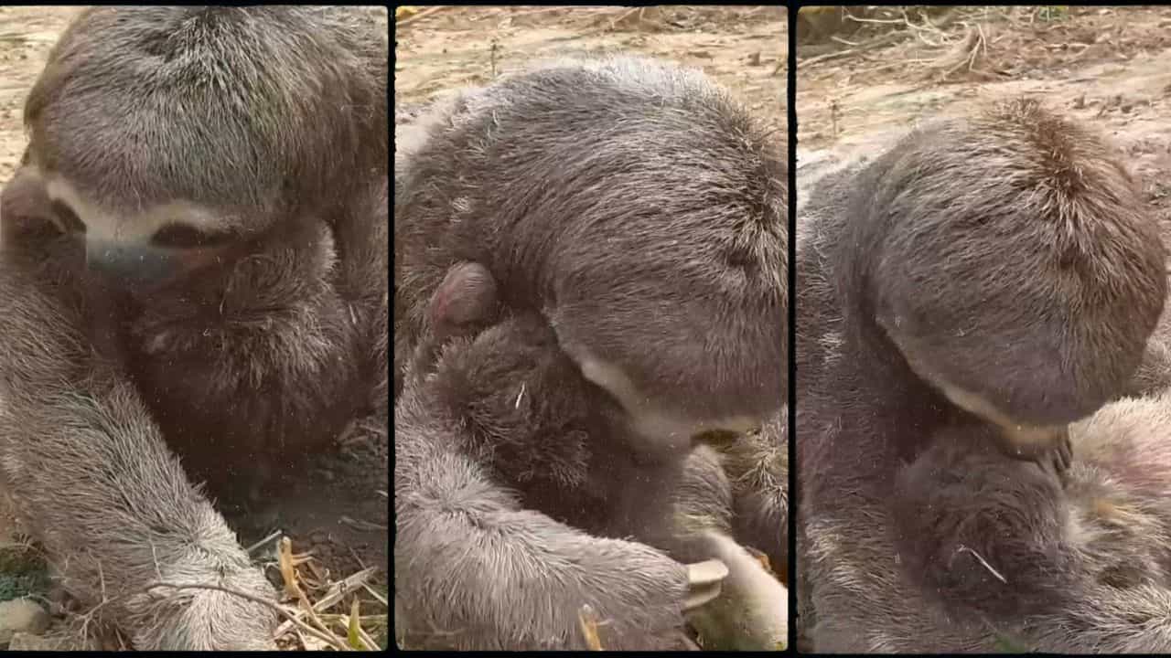 l’amore-di-una-mamma-bradipo:-guardate-cosa-fa-dopo-un-incendio-|-video