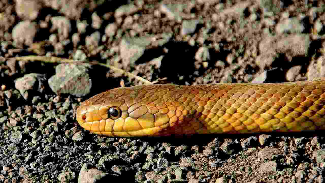 i-serpenti-si-nascondono-in-questi-posti-nei-giardini