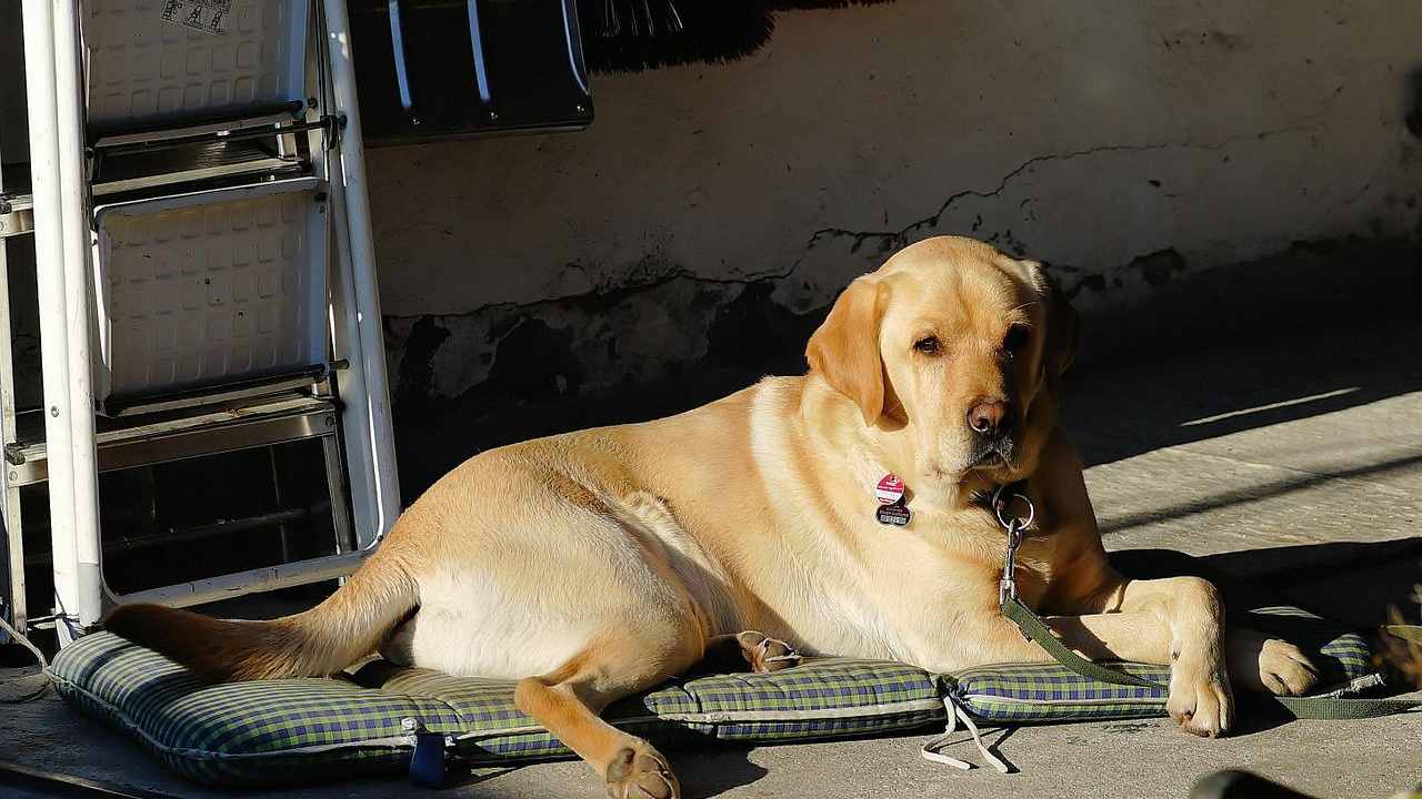 quando-tenere-il-cane-in-garage-diventa-un-reato