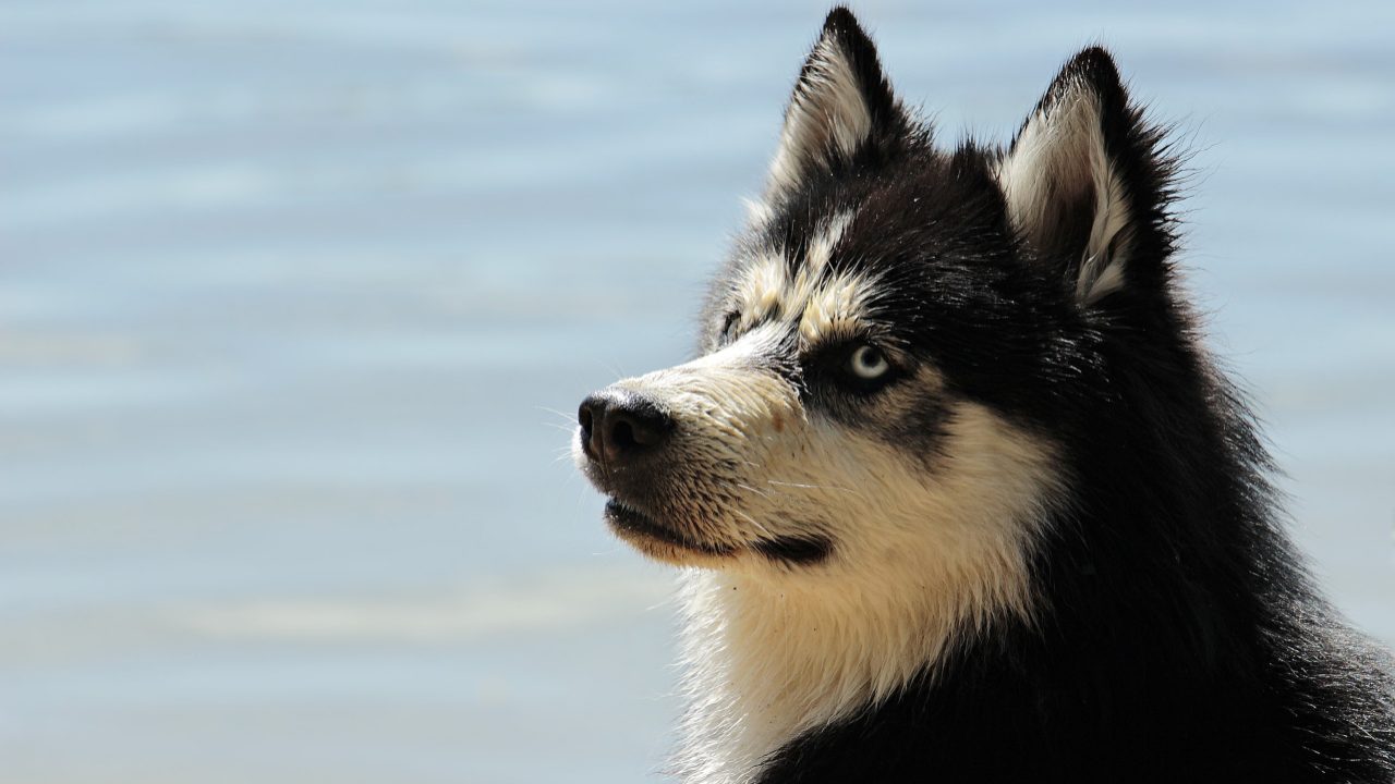 quando-il-cane-fa-questo-segnala-un-pericolo-al-padrone