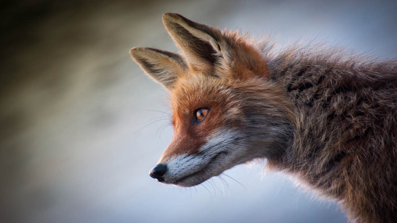 animali-selvatici-in-strada:-pronta-una-novita-in-italia