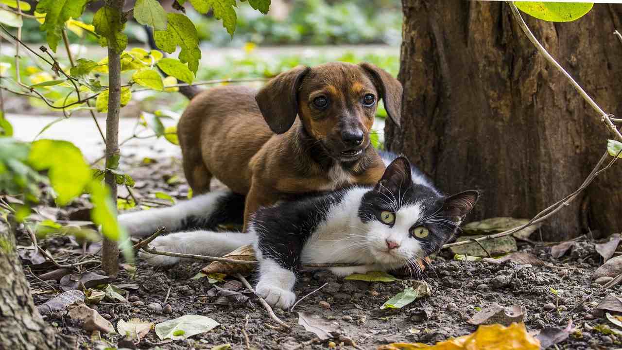 cosa-succede-se-cane-o-gatto-mangia-le-blatte?