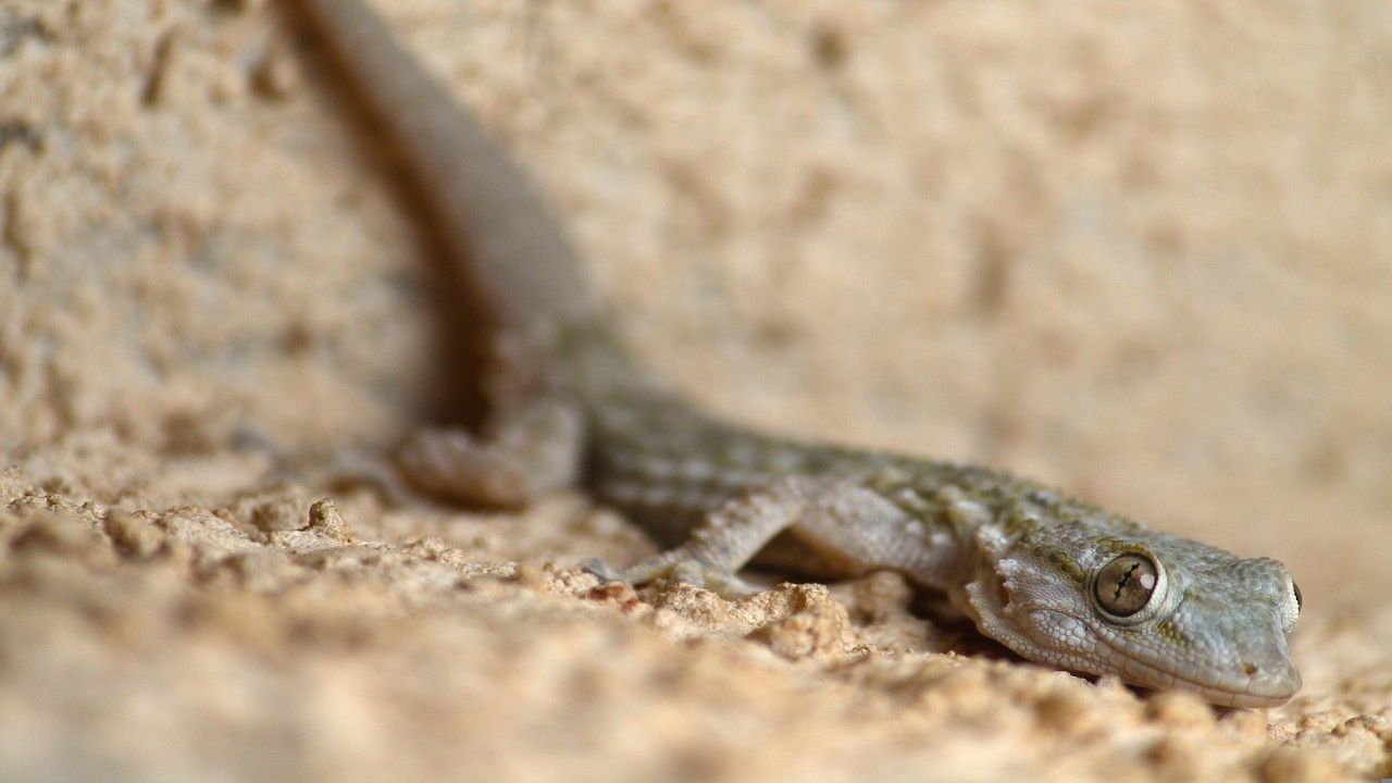 queste-piante-allontanano-i-gechi:-non-entreranno-in-casa