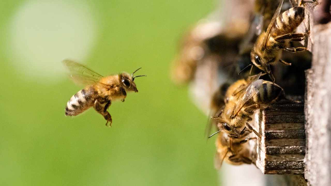 cosa-fare-contro-una-puntura-di-ape:-ecco-gli-errori-da-non-commettere-mai