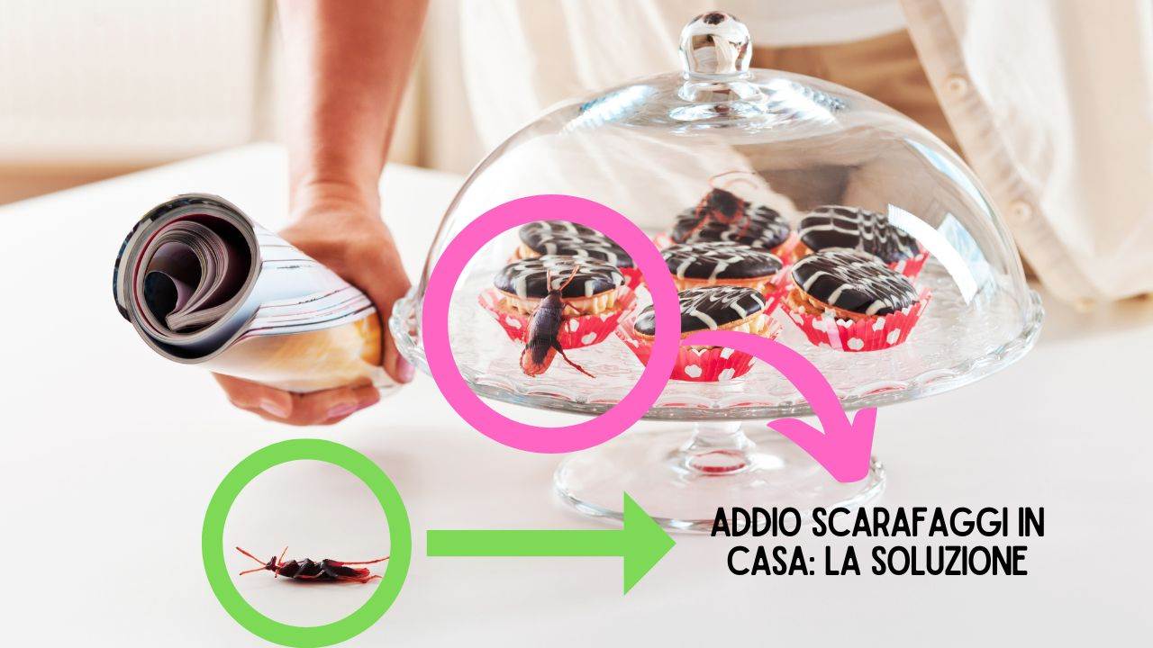 addio-agli-scarafaggi-in-casa-tua:-usa-un-cucchiaio-di-questo-ingrediente-e-scapperanno-via