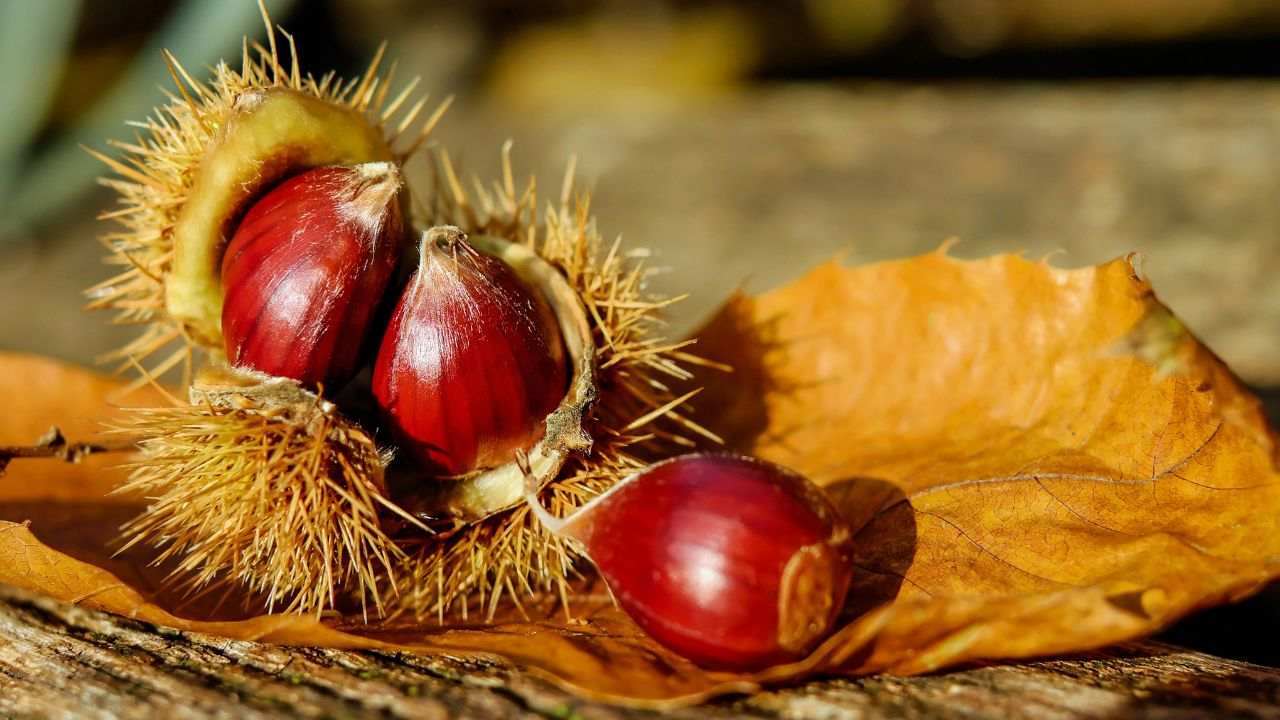 sbucciare-le-castagne-in-pochi-secondi;-dopo-averle-cotte-e-questo-il-passaggio-che-devi-fare