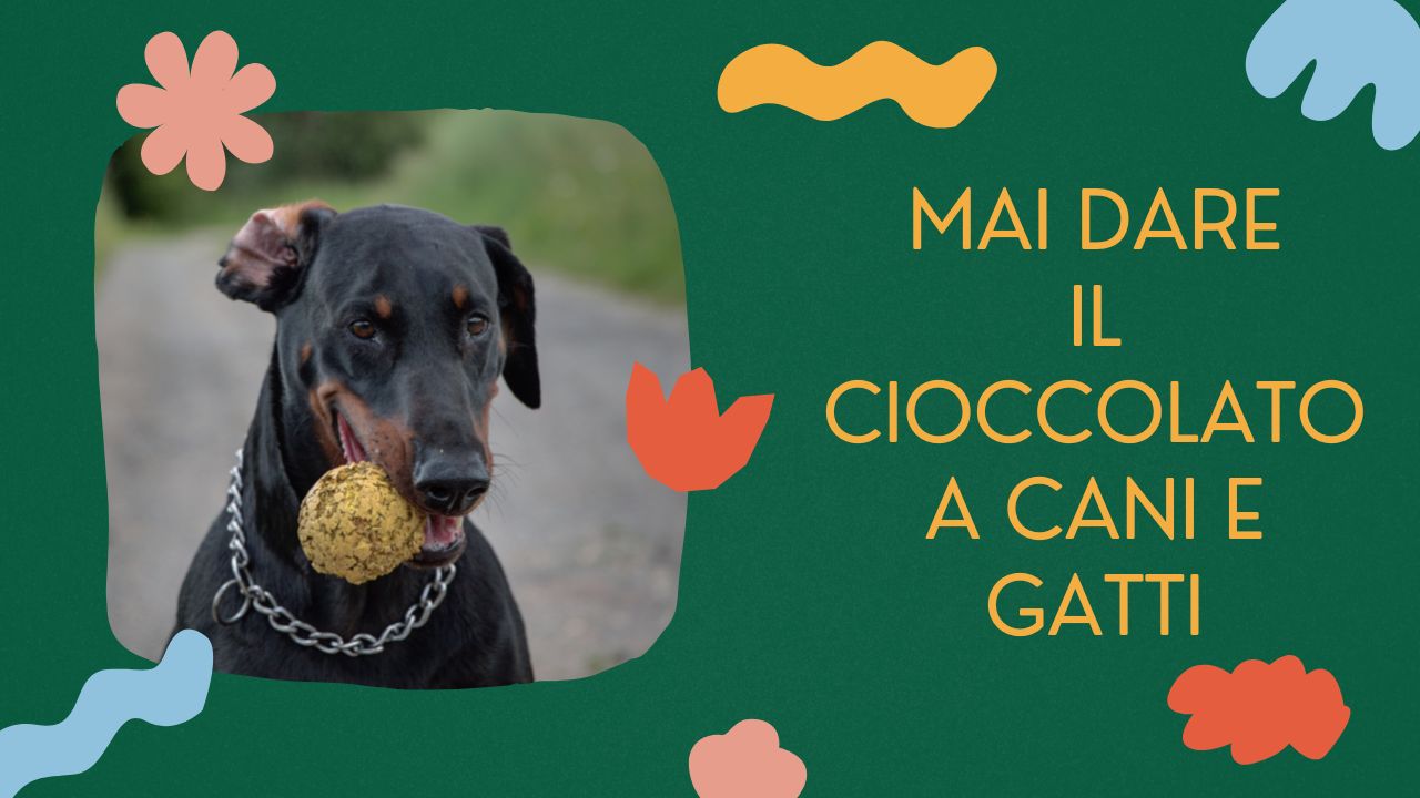 cioccolato-:-mai-darlo-al-cane-e-al-gatto-,-le-conseguenza-potrebbero-essere-molto-gravi