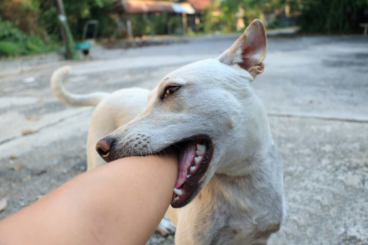 che-succede-se-un-cane-ti-morde?-ecco-a-cosa-fare-subito-attenzione