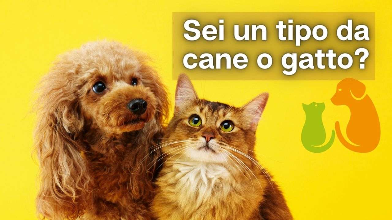 pensi-di-essere-piu-un-tipo-da-cane-o-da-gatto?-come-scoprirlo-in-5-minuti