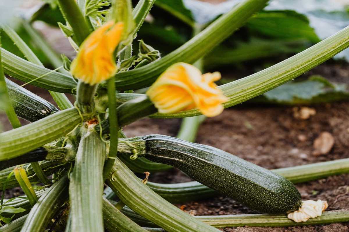 come-annaffiare-le-zucchine-per-non-renderle-amare:-hai-sempre-sbagliato