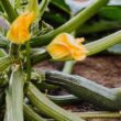 ci-condisco-la-pasta-e-la-spalmo-sulle-bruschette,-questa-crema-alle-zucchine-mi-salva-pranzi-e-aperitivi