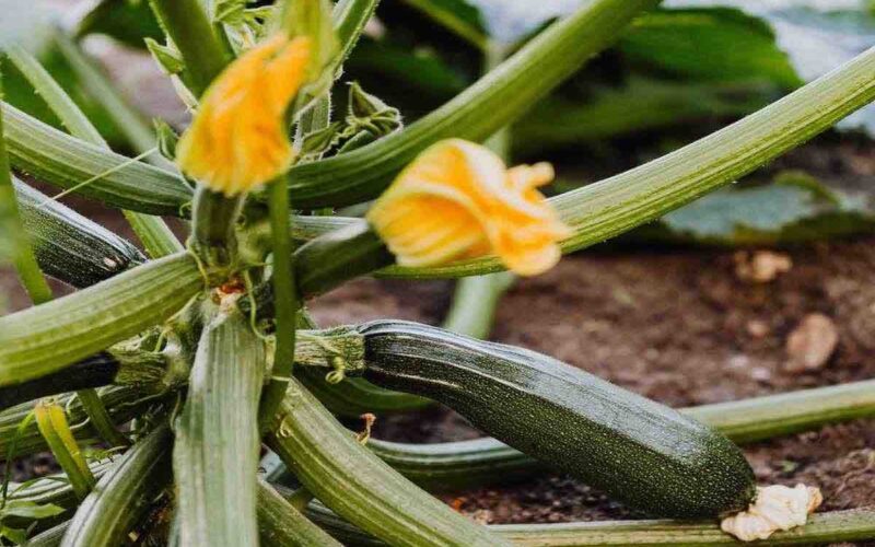 ci-condisco-la-pasta-e-la-spalmo-sulle-bruschette,-questa-crema-alle-zucchine-mi-salva-pranzi-e-aperitivi