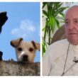 papa-francesco:-si-preferiscono-cani-e-gatti-ai-bambini.-bisogna-bastonare-litalia