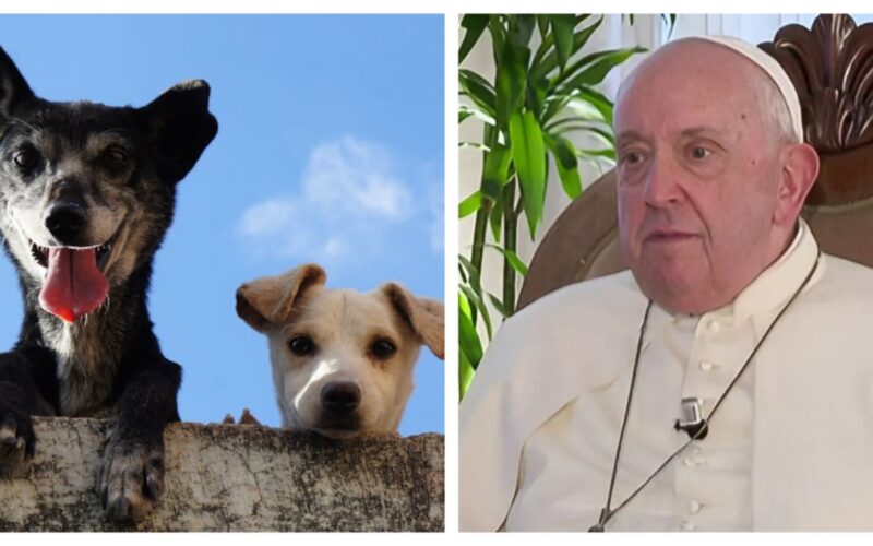 papa-francesco:-si-preferiscono-cani-e-gatti-ai-bambini.-bisogna-bastonare-litalia