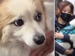 il-cane-pudding-perde-la-sua-famiglia-nel-disastro-aereo-in-corea-del-sud:-ora-cerca-casa