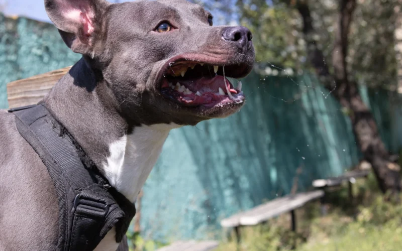 bimba-di-9-anni-sbranata-dal-pitbull-di-famiglia:-era-nel-suo-lettino