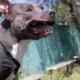 bimba-di-9-anni-sbranata-dal-pitbull-di-famiglia:-era-nel-suo-lettino